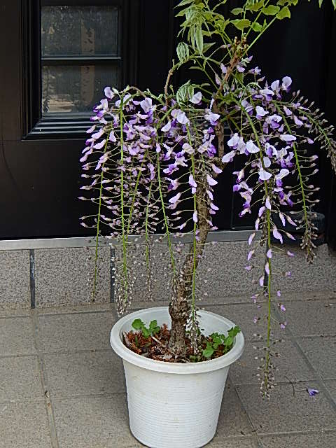 フジ苗B 楽天市場】11月下旬から12月の発送となります。育てる楽しみ藤5月