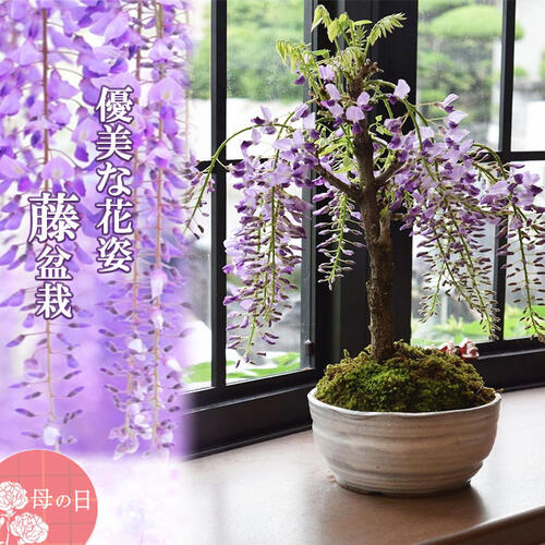 藤盆栽 楽天市場】育てる楽しみ藤盆栽 しだれ藤盆栽： 藤盆栽2026年4月から5月