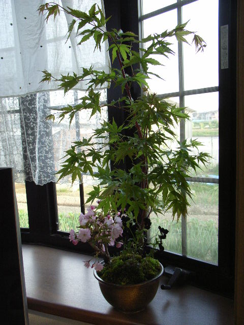 楽天市場 盆栽 もみじ と 桜 寄せ植え 盆栽 贈り物 園芸百貨店何でも揃うこぼんさい