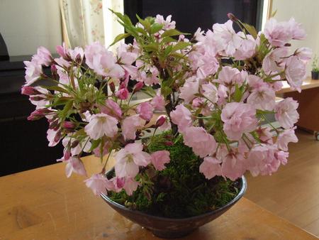 盆栽:桜の盛り合わせ:【送料無料】お花見盆栽