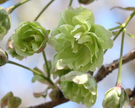 楽天市場 21年4月開花ウコン桜鉢植え 桜 桜 園芸百貨店何でも揃うこぼんさい