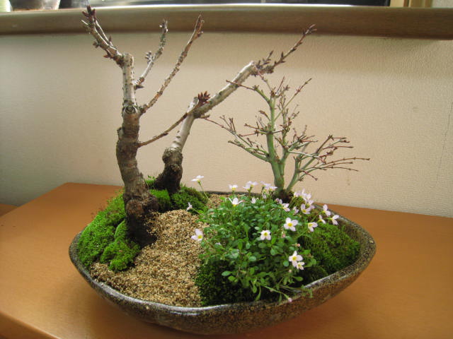 楽天市場 お花見を楽しむ 桜盆栽 ギフト盆栽 盆栽 桜ともみじの寄せ植え 21年花芽付の桜盆栽となります 送料無料 園芸百貨店何でも揃うこぼんさい