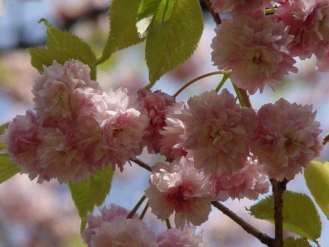 楽天市場 桜の苗 兼六園菊桜 桜庭木 園芸百貨店何でも揃うこぼんさい