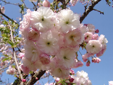 楽天市場 桜の苗松月桜桜苗 園芸百貨店何でも揃うこぼんさい