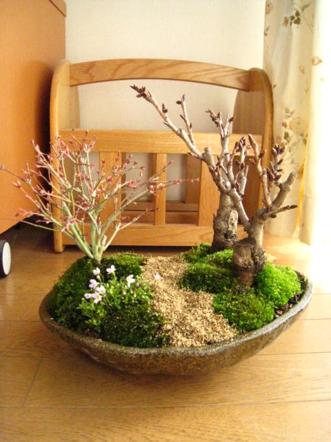 楽天市場 桜盆栽 盆栽 桜ともみじの寄せ植え お祝いの桜盆栽となります 送料無料 ギフト 園芸百貨店何でも揃うこぼんさい