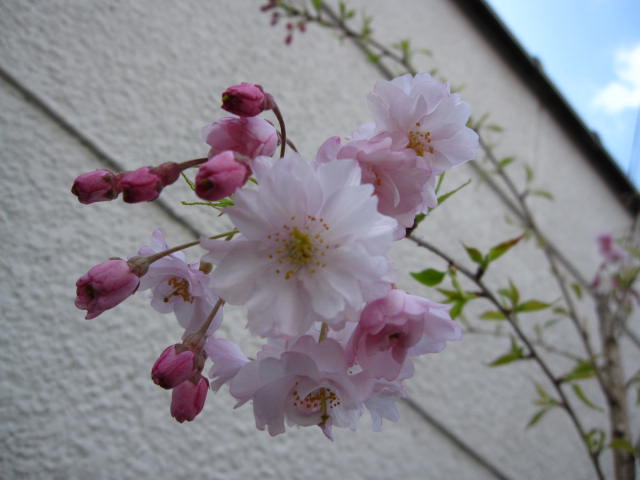 楽天市場 21年4月中頃に開花桜 仙台しだれ桜 桜鉢植え盆栽 大 最も人気のある濃桃赤色の八重咲き品種 園芸百貨店何でも揃うこぼんさい