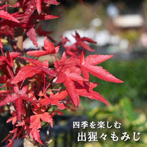 お誕生日プレゼントに盆栽　出猩々もみじ　おすすめ 季節を感じる贈り物に 盆栽 もみじ デショウジョもみじ　信楽鉢入り 5,305円