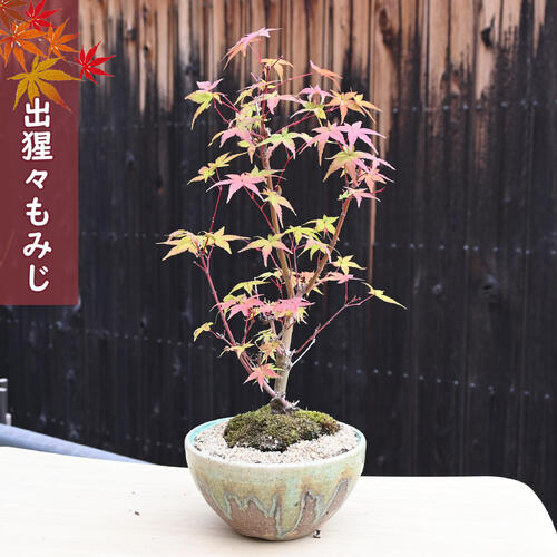 楽天市場】盆栽紅葉【もみじ】【 出猩々もみじ盆栽】 11月頃には紅葉し