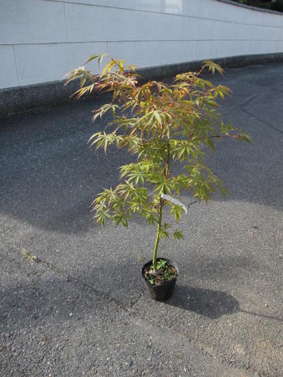 楽天市場 紅鏡紅葉 もみじ苗 庭木 紅葉 園芸百貨店何でも揃うこぼんさい