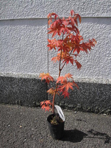 楽天市場 大盃紅葉苗 もみじ モミジ苗 紅葉 園芸百貨店何でも揃うこぼんさい