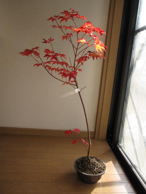 楽天市場 お中元に 五月紅もみじ もみじ 盆栽 紅葉 園芸百貨店何でも揃うこぼんさい