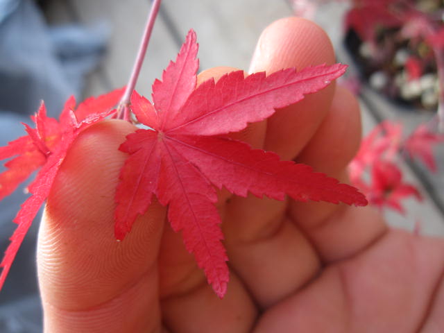 楽天市場 茜もみじ もみじ ポット苗 紅葉 もみじの中でもつねに人気樹の茜もみじ 秋の紅葉はこれぞ茜色 園芸百貨店何でも揃うこぼんさい