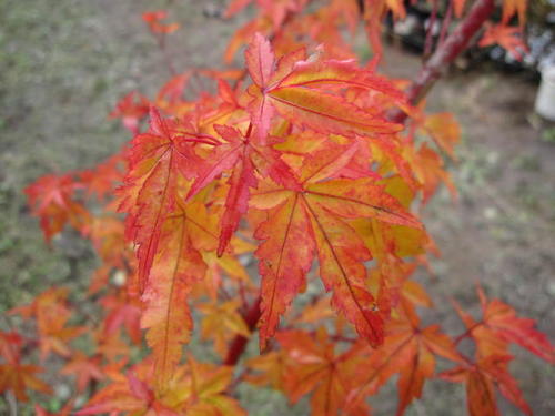 楽天市場 幹が紅色に美しいもみじ苗珊瑚閣もみじ もみじ 送料無料 紅葉 園芸百貨店何でも揃うこぼんさい