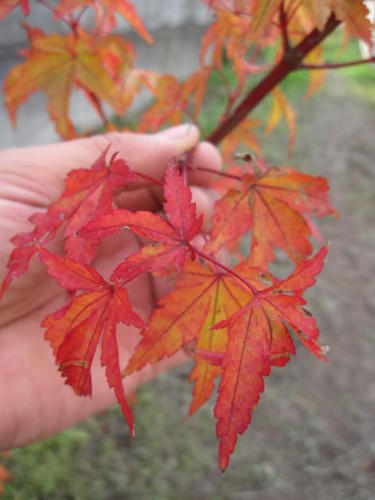 楽天市場 幹が紅色に美しいもみじ苗珊瑚閣もみじ もみじ 送料無料 紅葉 園芸百貨店何でも揃うこぼんさい