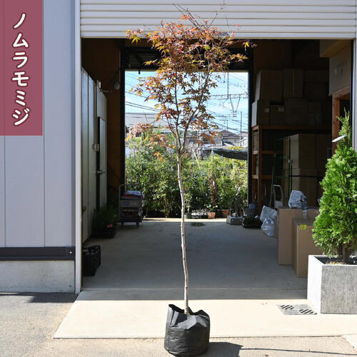 ノムラモミジ 苗木 大苗 庭木 紅葉 野村紅葉シンボルツリー|園芸百貨店何でも揃うこぼんさい