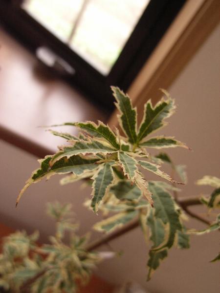 楽天市場】舞孔雀もみじ苗 【もみじ】 【紅葉】 : 園芸百貨店何でも