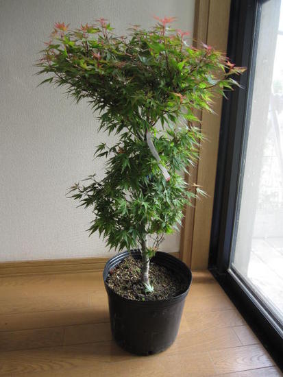 楽天市場 黒姫 もみじ 庭木苗 紅葉 園芸百貨店何でも揃うこぼんさい