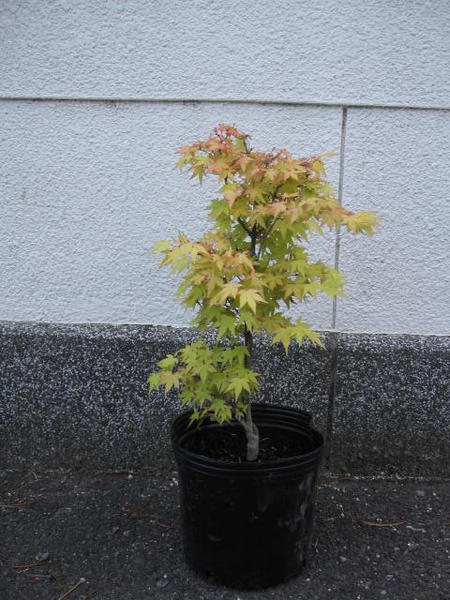 楽天市場 茜もみじ もみじ ポット大苗 紅葉 もみじの中でもつねに人気樹の茜もみじ 秋の紅葉はこれぞ茜色 園芸百貨店何でも揃うこぼんさい