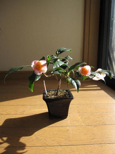 楽天市場 炉開椿 庭木 ツバキ 椿 椿盆栽 ミニ 小品盆栽 椿 園芸百貨店何でも揃うこぼんさい