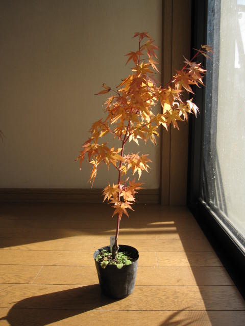 楽天市場 幹と枝が紅色が特徴の珊瑚閣もみじ もみじ 庭木苗 紅葉 とても綺麗な珊瑚閣もみじ 園芸百貨店何でも揃うこぼんさい