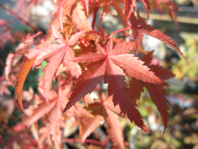 楽天市場 もみじ苗青涯 もみじ ポット苗 紅葉 園芸百貨店何でも揃うこぼんさい