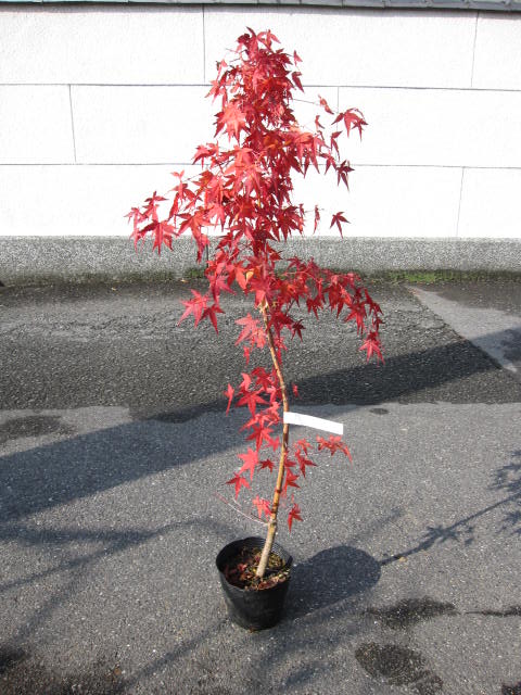 楽天市場 桂もみじ もみじ ポット苗 紅葉 園芸百貨店何でも揃うこぼんさい