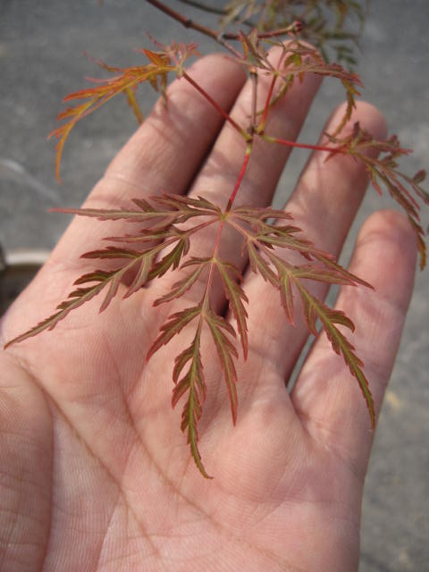 楽天市場 紅しだれ紅葉 もみじ 紅葉 園芸百貨店何でも揃うこぼんさい