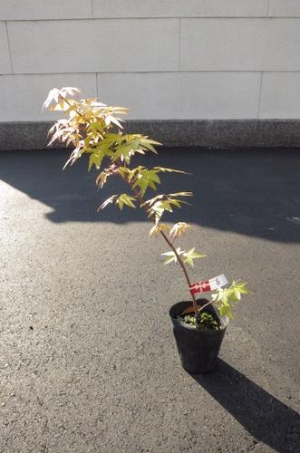 楽天市場 小さくても紅葉しますよ茜もみじ もみじ 小苗 紅葉 もみじの中でもつねに人気樹の茜もみじ 秋の紅葉はこれぞ茜色 園芸百貨店何でも揃うこぼんさい