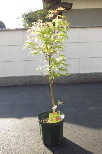 楽天市場 もみじ苗 黄八丈もみじ もみじ 庭木 紅葉 園芸百貨店何でも揃うこぼんさい