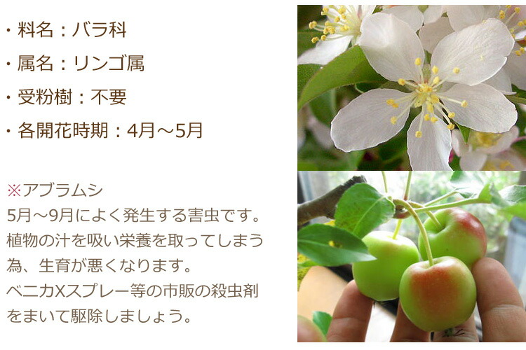 スーヴェニア21年鉢植えの家でリンゴ率直さが巧まずしてて食べれる育みそだてる命のせんたく実が世に素晴らしいミニりんご産まれる日取り土産のお祝賀鉢植リンゴ りんご鉢植え アルプス少女りんご鉢植え食べれるミニのアップルができます Digitalland Com Br