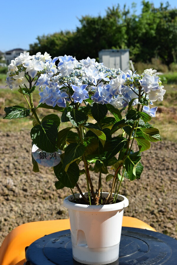 市場 22年剪定後のお届け 剪定した状態でのお届けになります 育てる紫陽花 ブルー 銀河 紫陽花 肥料付き