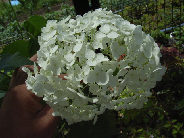 楽天市場 21年6月に開花アナベル鉢植え7月以降のお届けは開花が終了しており 剪定した状態でのお届けになりますアナベル アジサイ紫陽花鉢植 長くお花が楽しめるのが人気の一つです ギフト 園芸百貨店何でも揃うこぼんさい