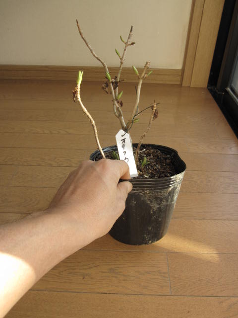 楽天市場 山アジサイ 紫陽花の中苗 おたふくアジサイ 年6月開花の状態でお届けとなります 園芸百貨店何でも揃うこぼんさい