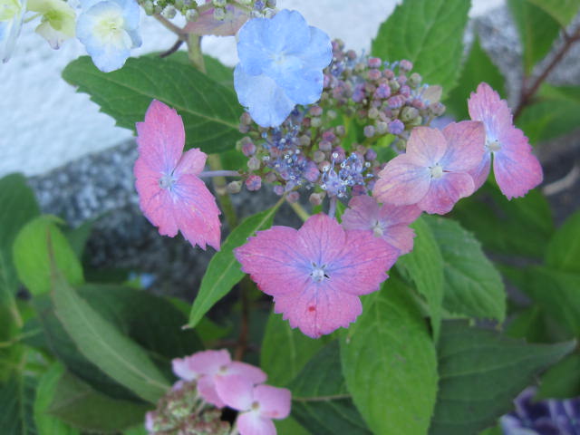 正規販売店 お買い得 お任せ アジサイ新苗色々10種類セット 植物 観葉植物 Www Elesta Ch