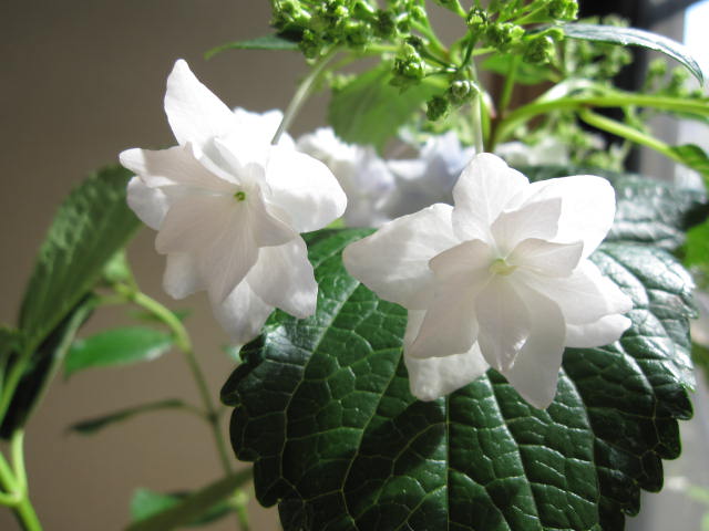 楽天市場】お誕生日に2024年5月開花八重咲きアジサイ 泉鳥 花鉢紫陽花