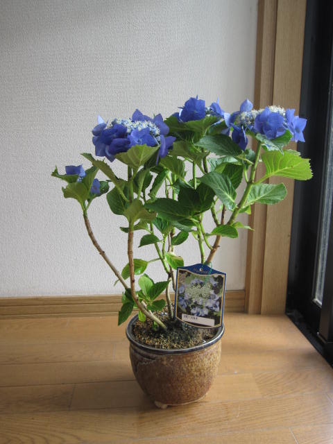 2026年6月開花紫陽花 アジサイ ブルースカイ 　【アジサイ鉢植】