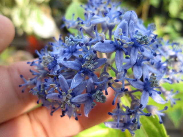 楽天市場 アジサイ白紫陽花の大苗八重柏葉アジサイ八重カシワバアジサイスノーフレーク開花 終了剪定した状態でのお届けとなります 園芸百貨店何でも揃うこぼんさい