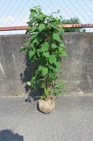 特大アナ呼びりん 紫陽花 この大きさのアナ呼びりんはなかなかないです。 紫陽花 特大大苗