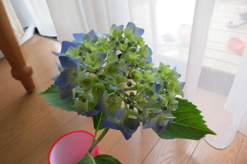 楽天市場 アジサイは切り花でも長く綺麗に楽しめます ７月以降のお届けは 開花が終了しており 剪定後の状態でのお届けになります マリンブルー アジサイ 紫陽花 大苗 アジサイ 園芸百貨店何でも揃うこぼんさい