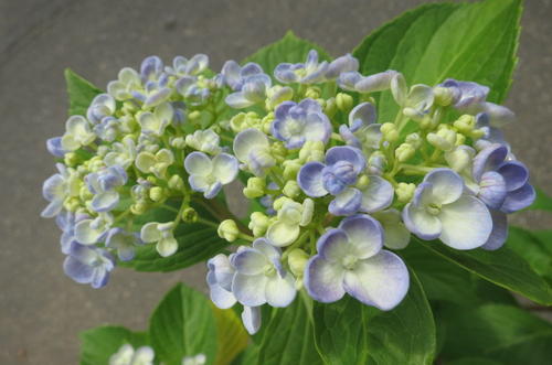 楽天市場】【花終わり】アジサイ（紫陽花・あじさい） オタフク