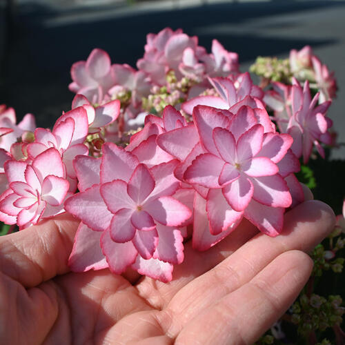 楽天市場】【剪定後のお届けとなります】母の日ギフト母の日鉢花2025年