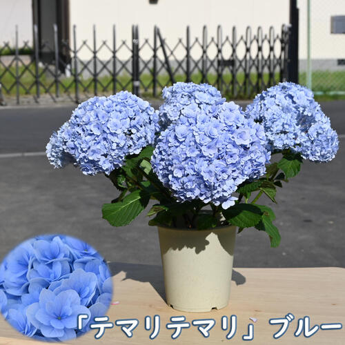お誕生日の贈り物に 5月より発送 2026年5月開花 贈り物に 八重咲きアジサイ テマリテマリ ブルー 紫陽花 鉢花 あじさい 開花株アジサイ(紫陽花・あじさい)てまりてまり ブルー 母の日ギフト