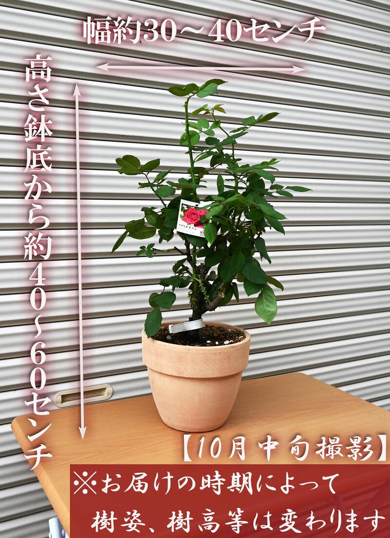 黒バラ銘花 パパメイアン 黒赤色大輪 薔薇鉢植え テラコッタ鉢入り Deerfieldtwpportage Com