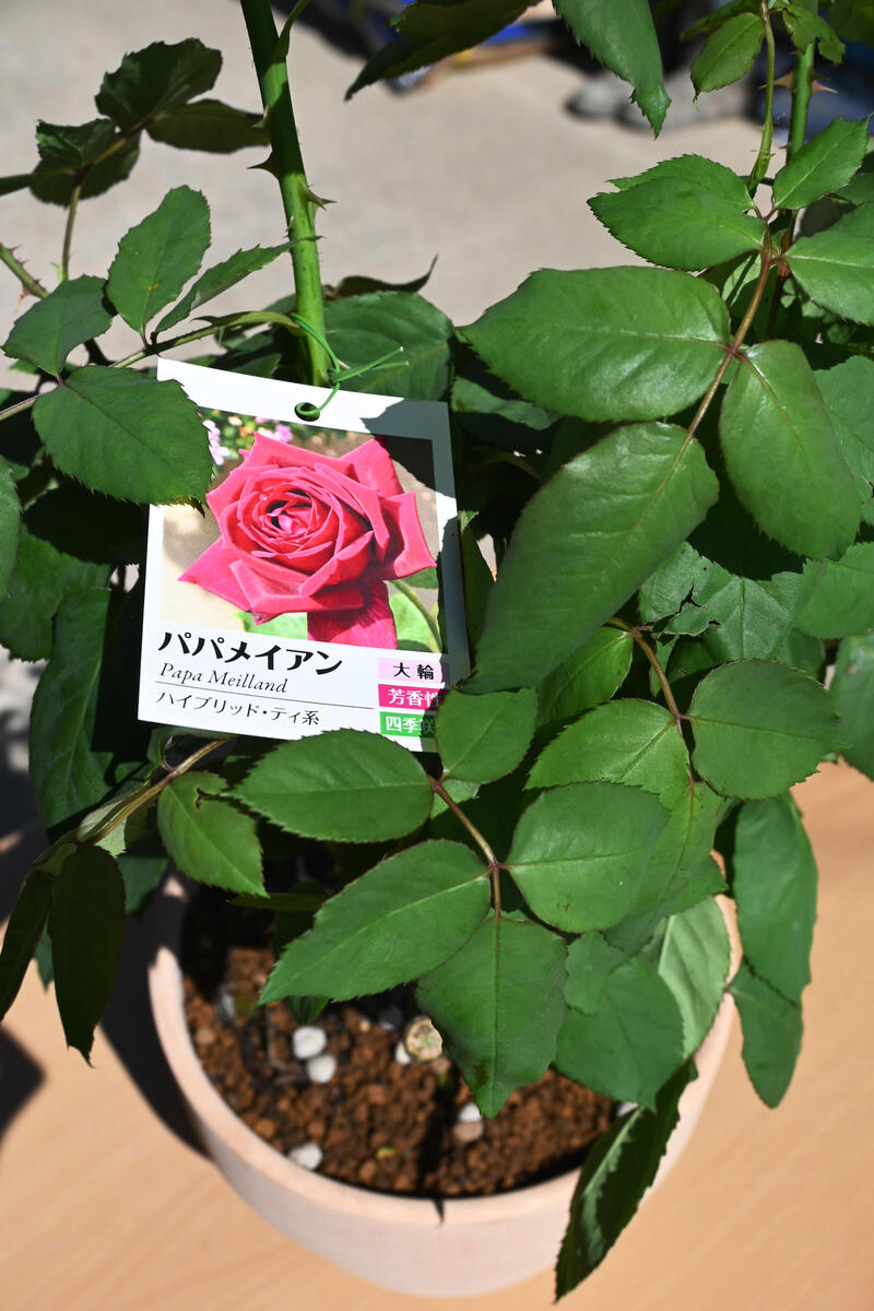 黒バラ銘花 パパメイアン 黒赤色大輪 薔薇鉢植え テラコッタ鉢入り Deerfieldtwpportage Com