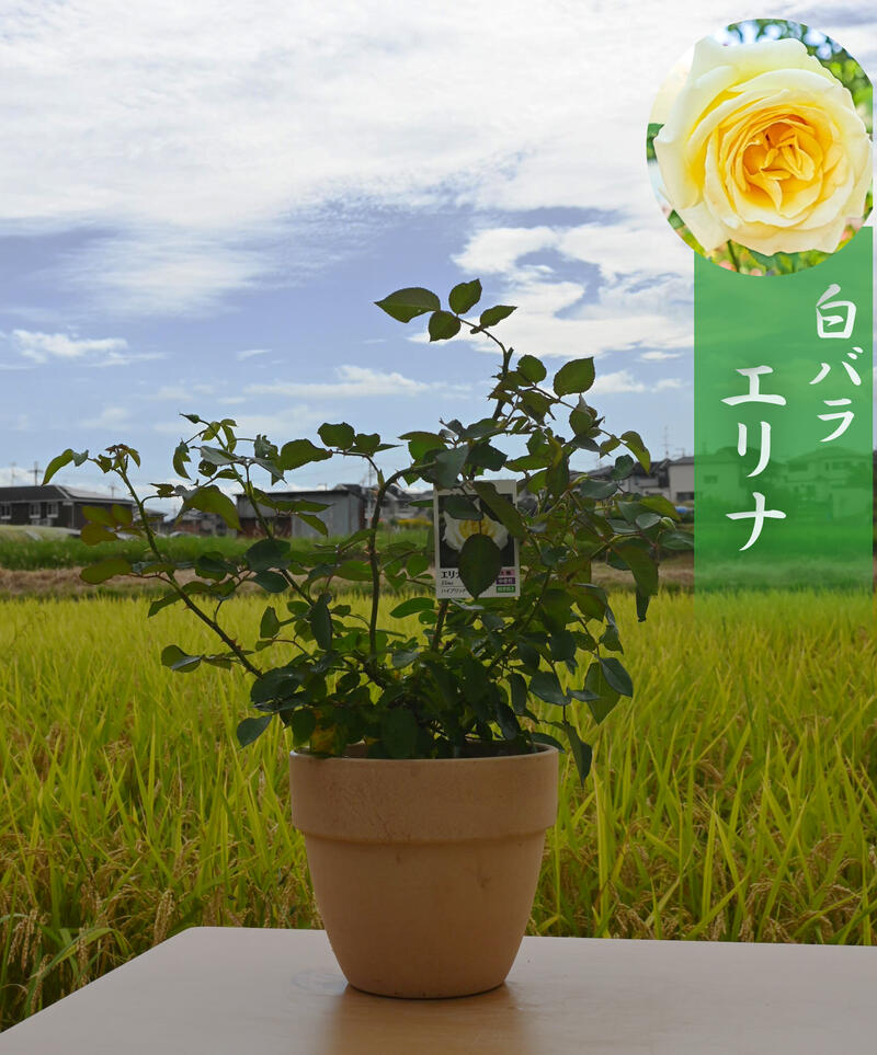 白バラ エリナ 白色大輪 薔薇鉢 ハイブリッド ティー系 バラ テラコッタ鉢入り Ipag Org