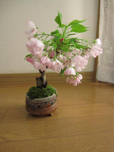 桜のお花見を楽しむ2026年4月に開花 桜盆栽 盆栽旭山　桜 【サクラ　ボンサイ】 【ミニ盆栽】 　かわい桜盆栽で自宅でお花見しよう