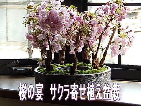 お祝いさくら盆栽　自宅で豪快にお花見を楽しむ桜盆栽【2026年4月頃開花予定】自宅でお花見を楽しもう八重桜　盆栽ミニ盆栽｜園芸百貨店何でも揃うこぼんさい