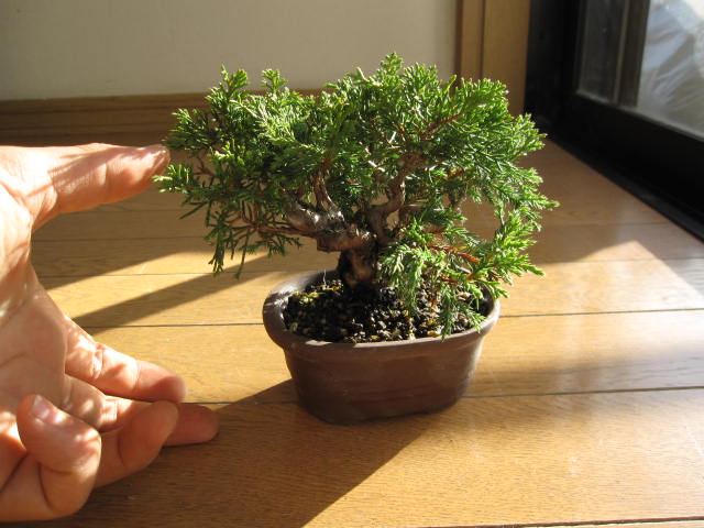 cobonsai Rakuten Global Market Mini bonsai  true Kashiwa 