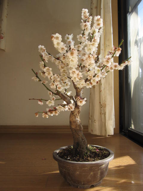 楽天市場】2026年2月頃開花梅盆栽: 玉牡丹梅ミニ梅の盆栽香りと花の