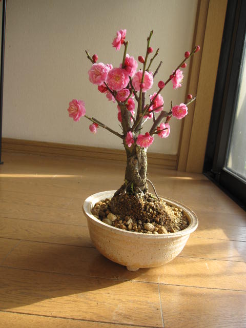 梅　盆栽　白とピンク 楽天市場】2025年4月中旬開花 長寿梅 白花 盆栽 一重咲き 花物
